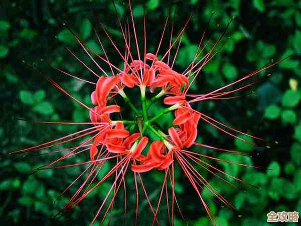 保卫向日葵里曼陀罗女巫的植物图鉴，杂乱却有点实用