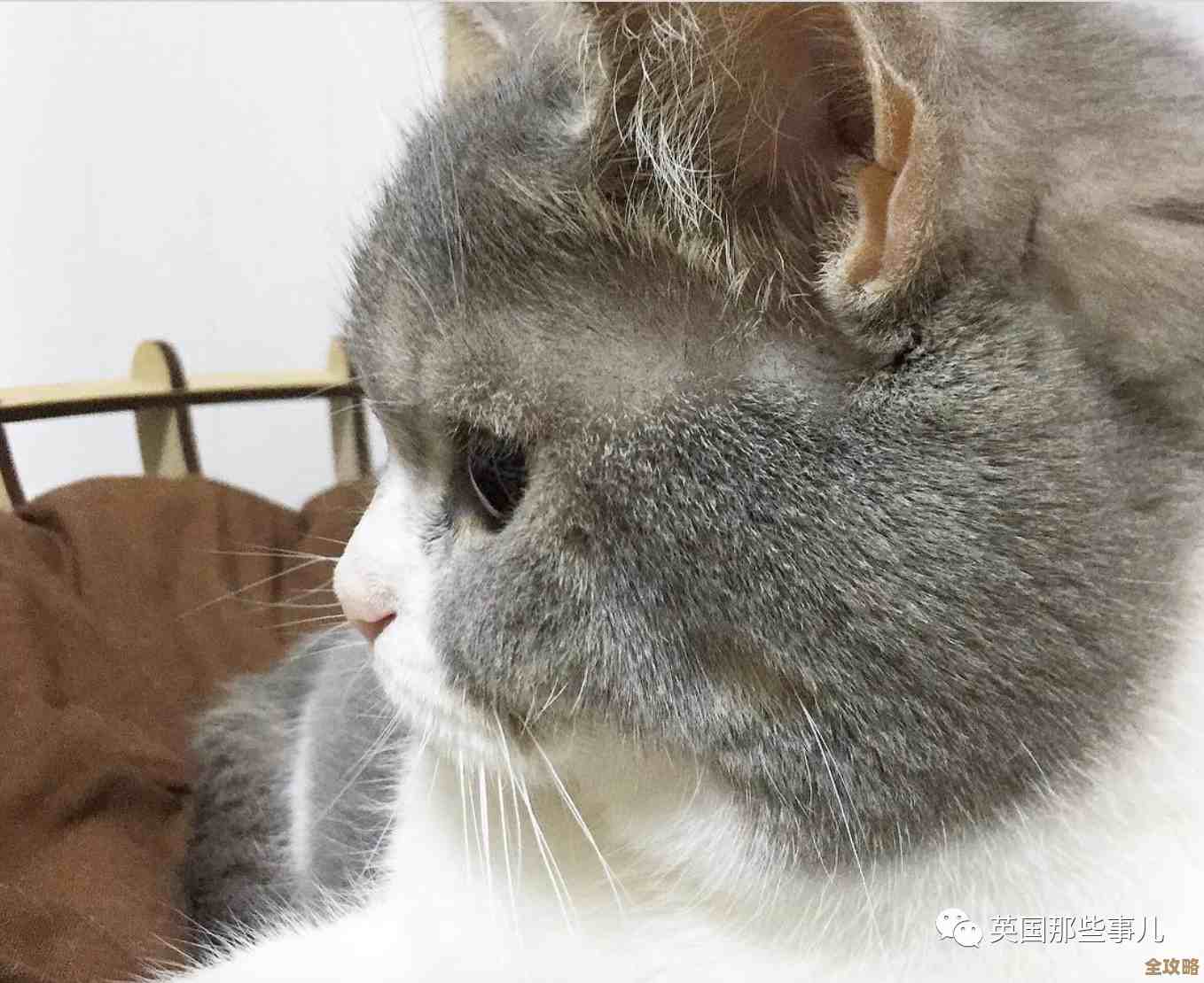 喵星猎人啾啾玩法小揭秘，嗯就是教你怎么召唤蹭脸和偷吃的套路，慢慢学吧