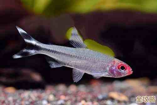 再刷一把2角色强度一览：金色哪些真强，哪些只是噱头.