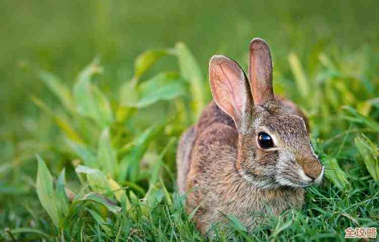 植物大战僵尸杂交版第56关挑战…我当时这样勉强过的攻略