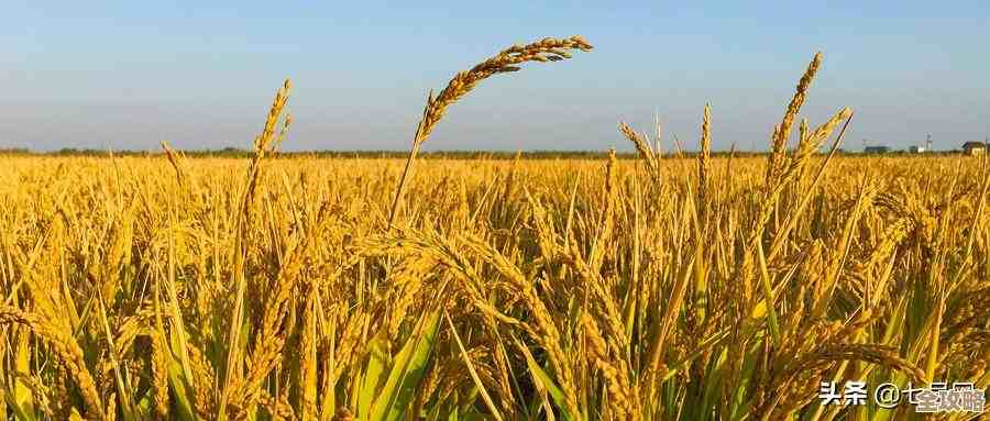 植物大战僵尸杂交版第56关挑战…我当时这样勉强过的攻略