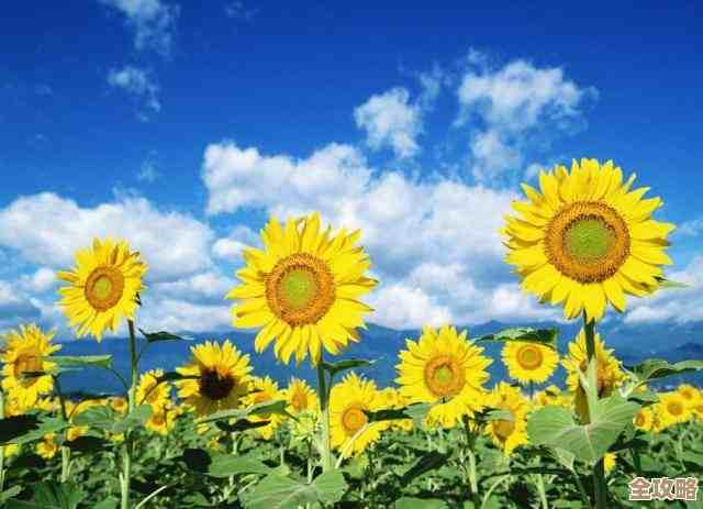 保卫向日葵隐藏礼包、兑换码合集—更新不全别嫌我没说完