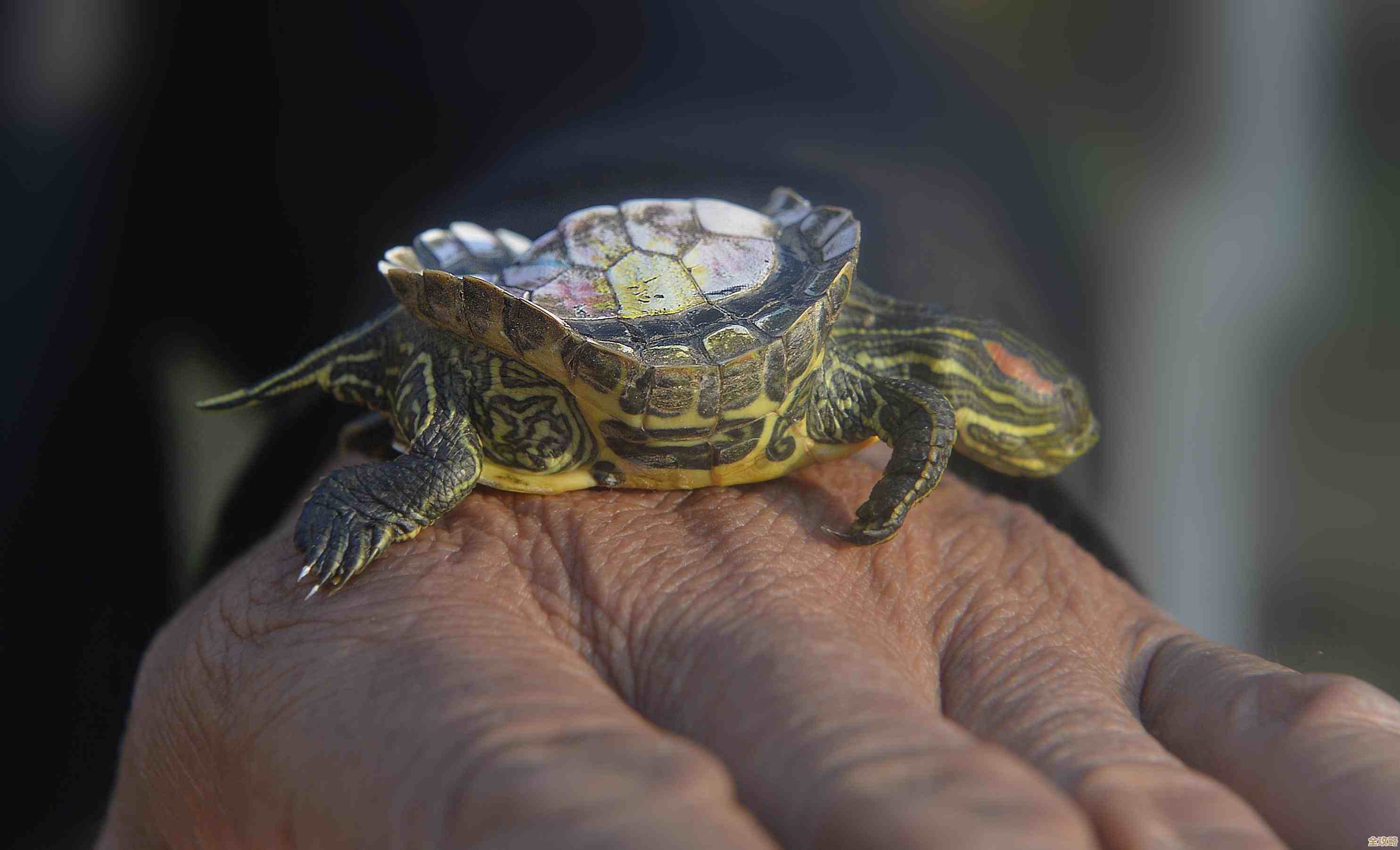 我在想dnf捡宠物时该优先看什么，收益技能哪个更实用