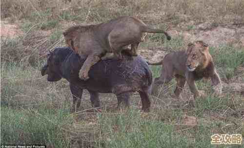 河马剧场邀请码填法其实没那么难，照着几步走就能进