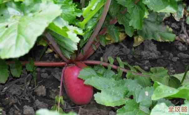 农谚头伏萝卜那句，说的萝卜是指地里能耐寒的那种吧…有点不太确定