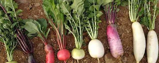 农谚头伏萝卜那句，说的萝卜是指地里能耐寒的那种吧…有点不太确定