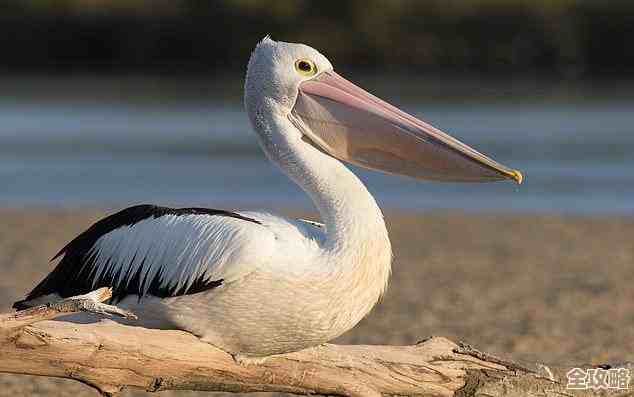 最终幻想14：水晶世界喜鹊儿宠物获得方法，照着这路子去试试