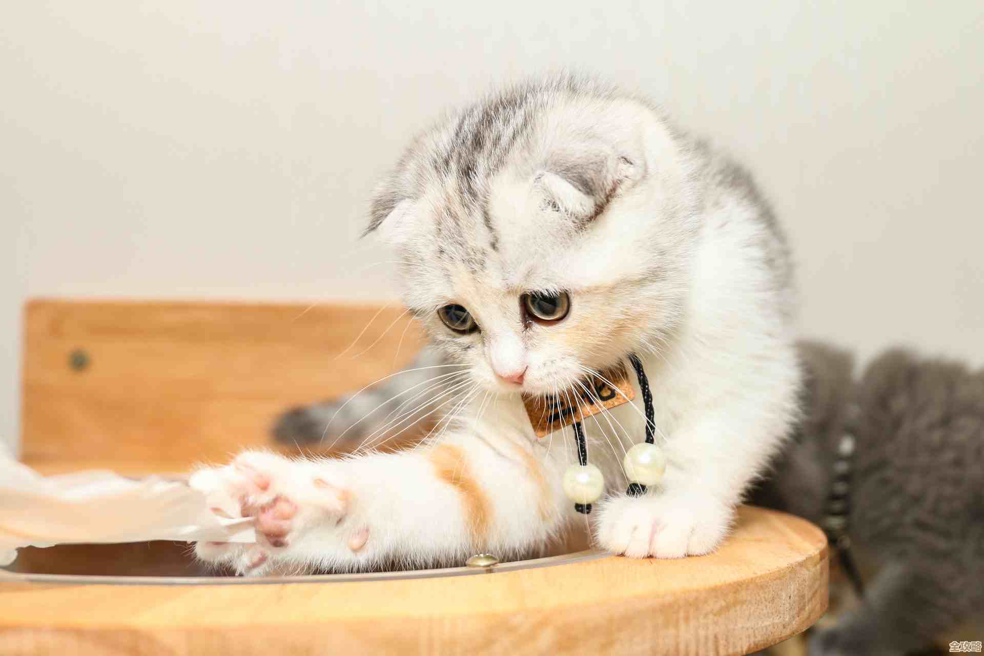 这些趣味双人猫咪游戏，随便挑几款就能笑出声.